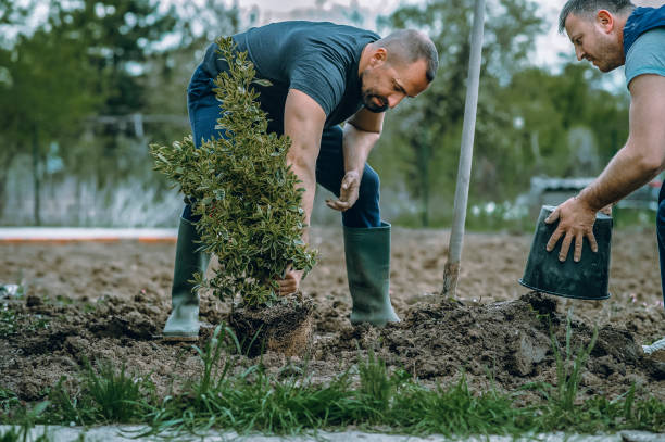 Best Sod Installation  in Westchase, FL
