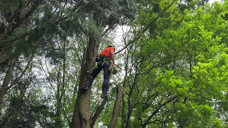 Best Storm Damage Tree Cleanup  in Westchase, FL